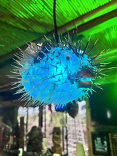 NEW 8”-9” Puffer Fish Lamp