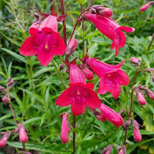 Penstemon Garnet 1 & 3 Litre
