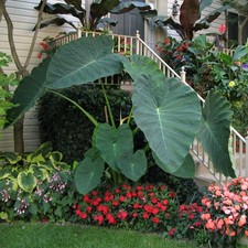 Colocasia Jacks Giant | Taro