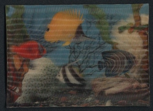 Reef fish and - reef,