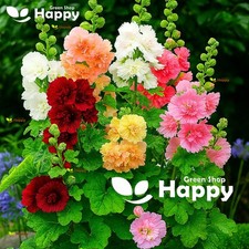 Dwarf Hollyhock - Majorette Double Mix - 150 Seeds - Althaea Rosea - Perennial