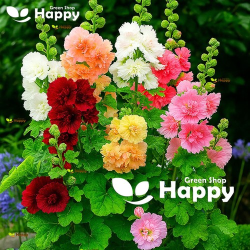 Dwarf hollyhock majorette - hollyhock,