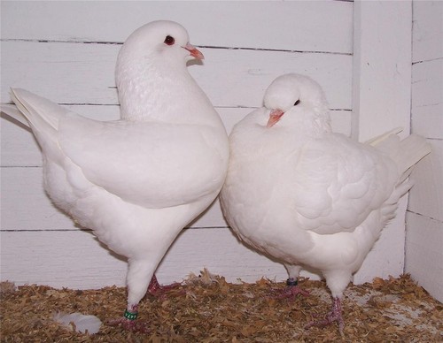 King pigeons bird glossy - king,