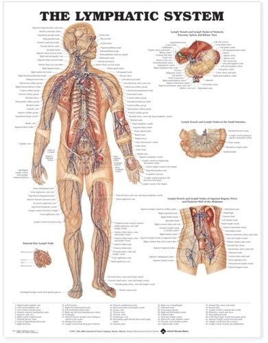 The lymphatic system - lymphatic,