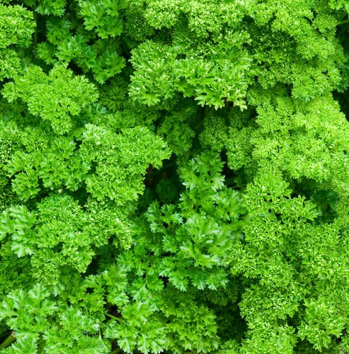 Parsley moss curled - herb, plant