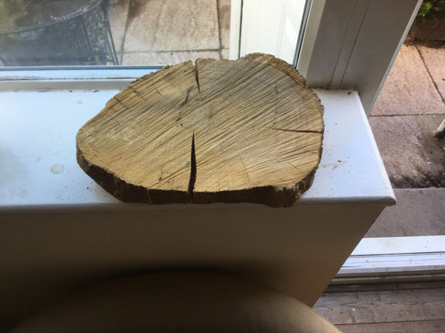Oak wood tree cookie - oak,
