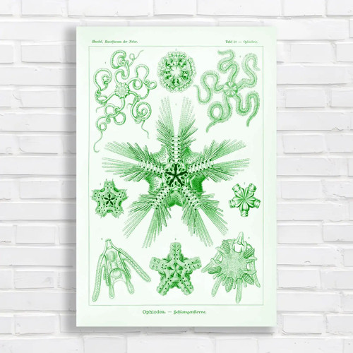 Vintage botanical illustration - botanical,