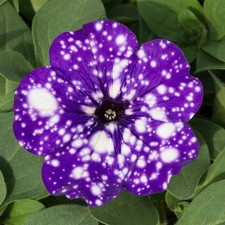 6 Trailing Petunia Night Sky