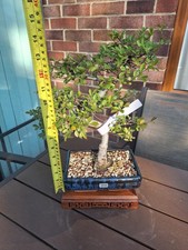 #590 S shape Chinese elm
