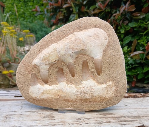 Fossil mosasaur jaw dinosaur - fossil,