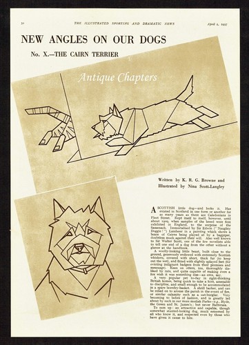 The cairn terrier nina - the,