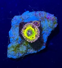Stratosphere Zoa High End Zoanthid Frag coral WYSIWYG