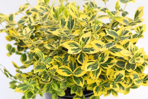 Euonymus emerald gold - euonymus, n