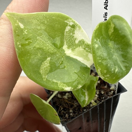 Alocasia nebula imperialis - alocasia,