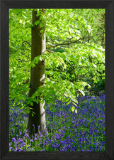 Tree and Bluebells in Forest