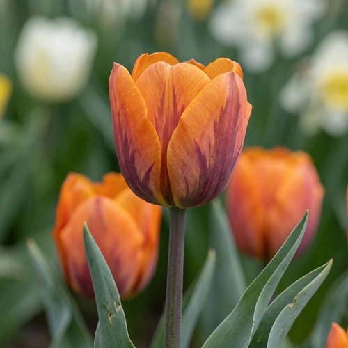 Tulip prinses irene - tulip,