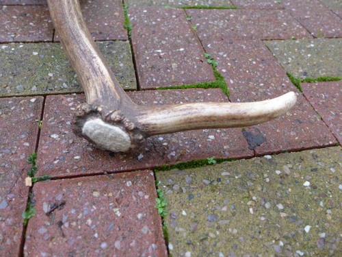 Fallow deer antler - deer,