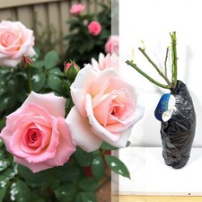 Fragrant climbing bush rose - 1,