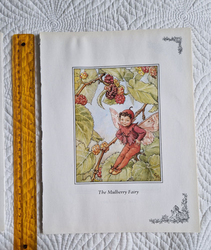 Cicely mary barker mulberry - cicely,