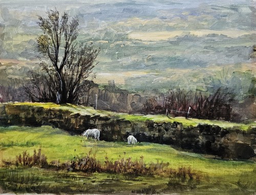 Sheep northern english - sheep,