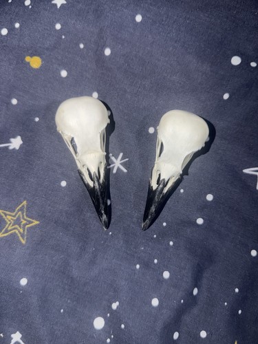 Carrion crow skull - carrion,