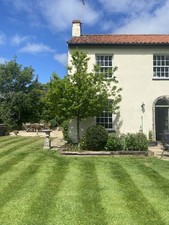 English Oak Tree 22ft