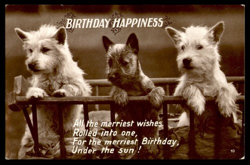 Postcard rppc terrier - postcard, puppies