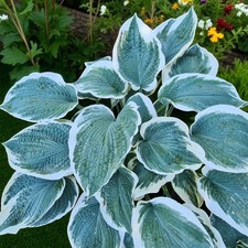 Hosta Barbara Ann Plant in 9cm Pot - Garden Ready Plantain Lily Perennial Shrub