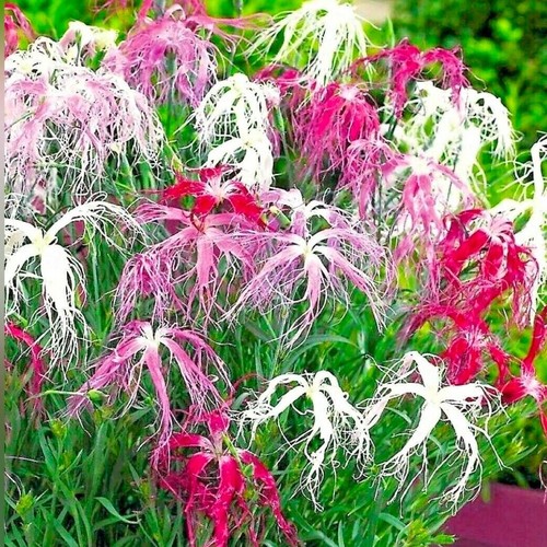 Dianthus chinensis var