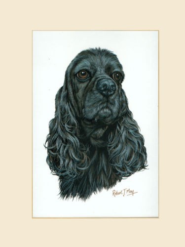 Original american cocker - american,