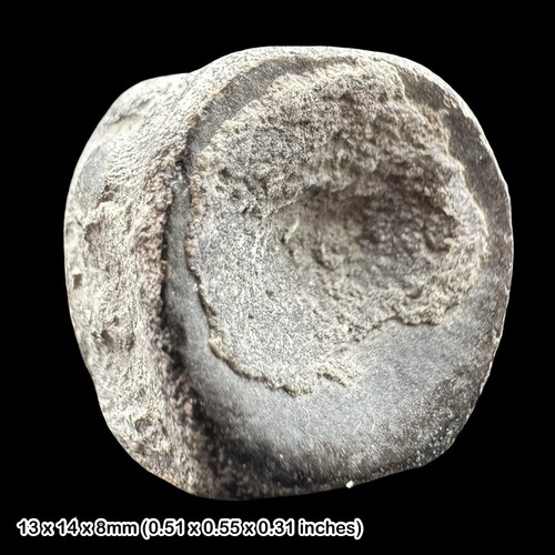 Ichthyosaur fossil vertebra - ichthyosaur,
