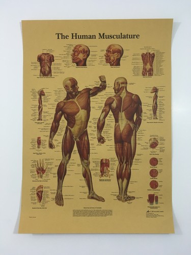 Medical poster human - poster,