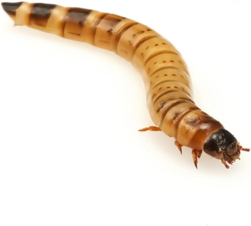 Morio worms 50mm 50g - morio,