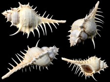 Muricidae, Murex scolopax, Somaliland, 130.5mm, XL, LIVE COLLECTED, RARE!