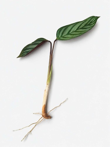 Ctenanthe rooted cutting - ctenanthe,