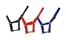 Quality Cameo Equine Foal