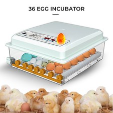Egg incubators for hatching - egg,