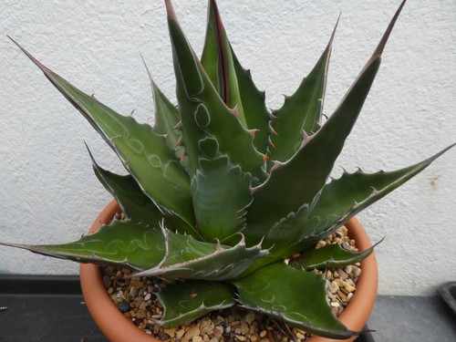Agave montana shown 22cm - montana,, in