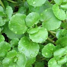 ORGANIC Watercress Sow Mar-Aug, Grow in Soil Keep Cutting! Nutritious, 400 Seeds