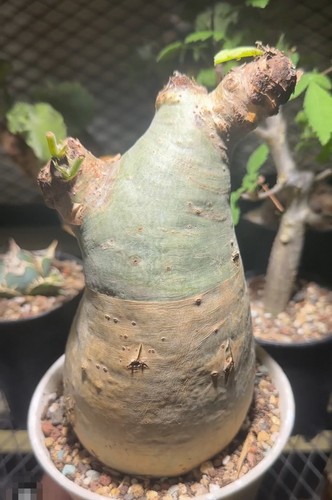 10x20cm rare live house - house, plant