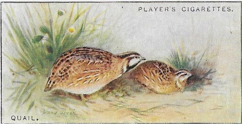 Single card original wild fowl - card,