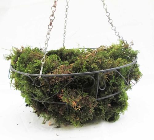 Fresh welsh sphagnum moss - welsh, for