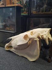 Large Taxidermy Horse Pony