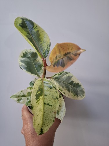 Variegated ficus tineke - variegated,