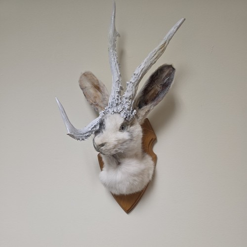 Jackalope taxidermy shoulrer - taxidermy,
