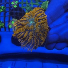 Red Rhodactis Mushroom WYSIWYG