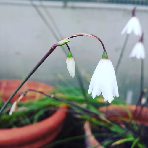 Acis autumnalis september - acis,