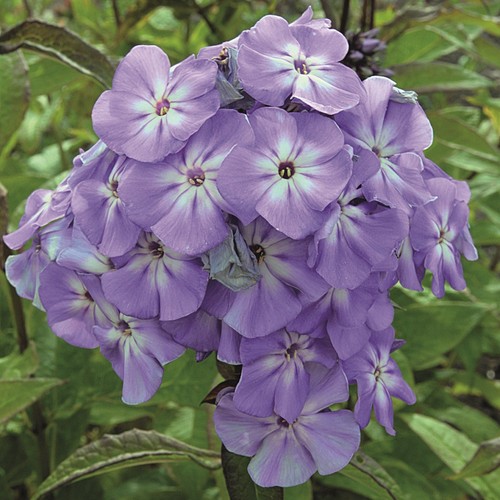 Garden phlox blue boy - phlox, fragrant