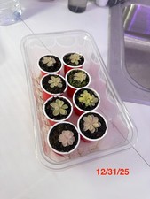 Carnivorous Pinguicula