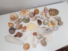 Bundle Of Natural Sea Shells Oyster Clam Conch Etc